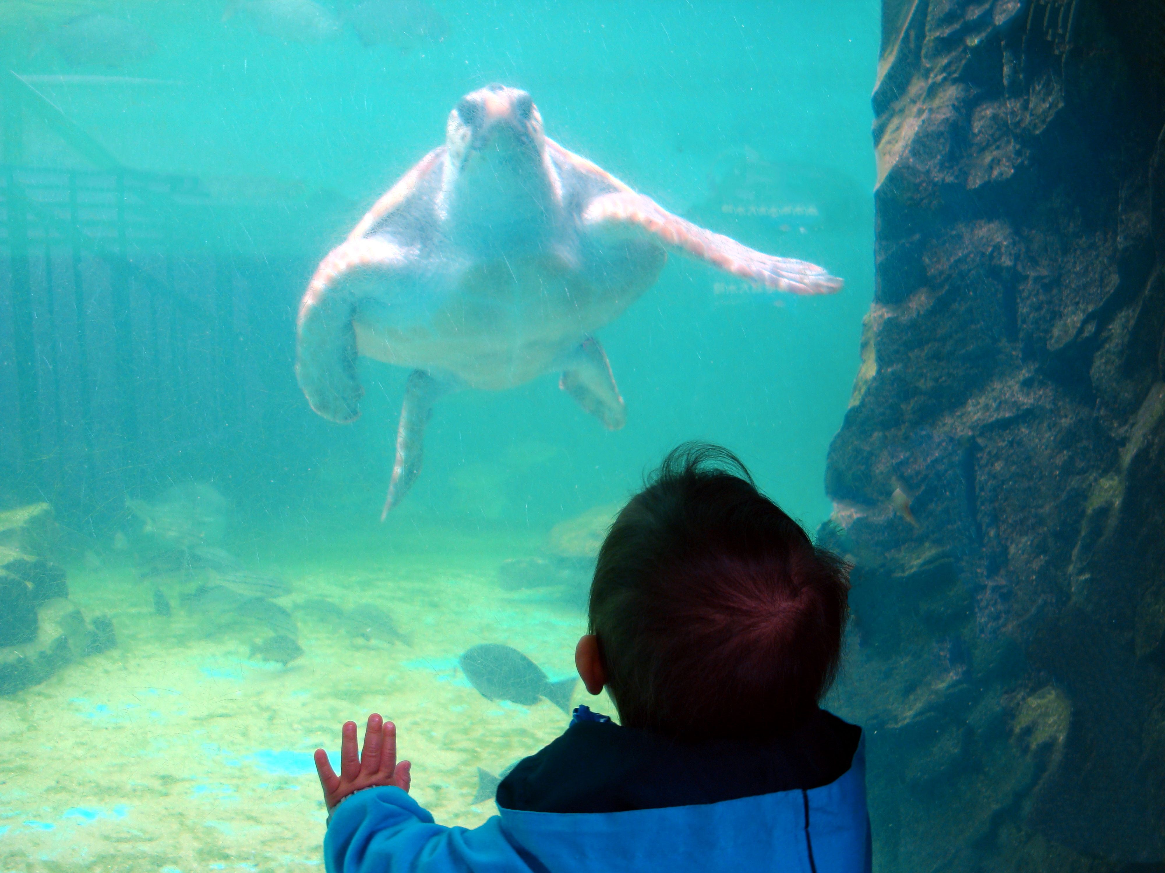 🐠 히메지 시립 수족관(히메지 시리츠 스이조쿠칸) 이미지 6